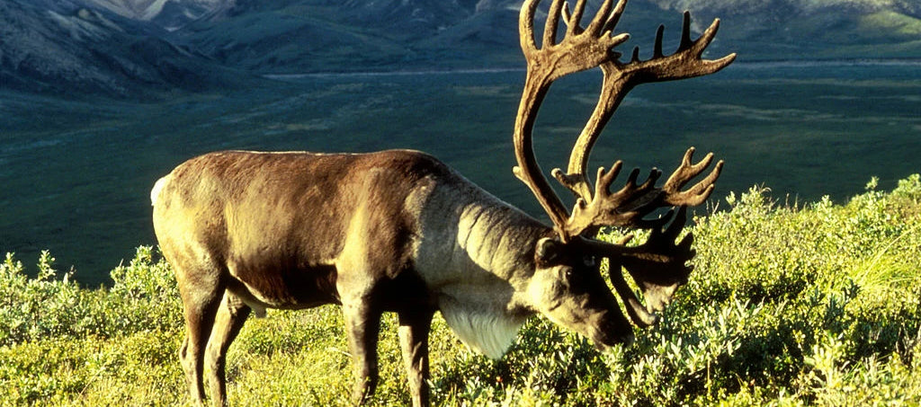 WHAT CANADIAN HUNTERS USE TO HUNT CARIBOU